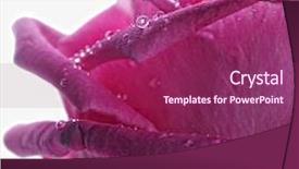  Presentation with pink rose - PPT layouts enhanced with pink rose with water drops background and a violet colored foreground