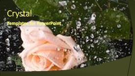  Presentation with pink rose - Colorful presentation theme enhanced with pink rose with water drops on a mirror surface backdrop and a tawny brown colored foreground