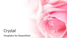  Presentation with pink rose - Beautiful presentation theme featuring pink rose backdrop and a white colored foreground