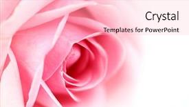  Presentation with pink rose - Cool new PPT layouts with pink rose backdrop and a lemonade colored foreground
