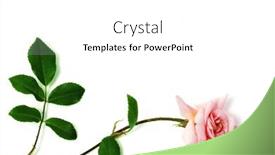  Presentation with pink rose - 