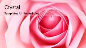 Presentation with pink rose - Colorful presentation enhanced with pink rose backdrop and a lemonade colored foreground