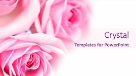  Presentation with pink rose - Audience pleasing presentation consisting of pink rose backdrop and a lemonade colored foreground