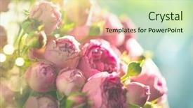  Presentation with pink rose - Slide set enhanced with pink roses bouquet blooming roses background and a soft green colored foreground