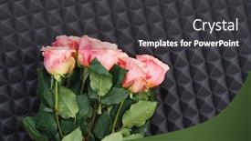  Presentation with acoustic - Colorful slide set enhanced with pink-roses-bouquet-on-gray backdrop and a dark gray colored foreground