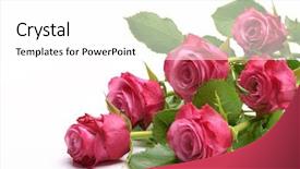  Presentation with pink and white roses - PPT theme enhanced with pink roses bouquet on white background and a  colored foreground