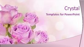  Presentation with pink roses - PPT theme consisting of beautiful springs purple flowers - pink roses bouquet with free background and a pink colored foreground