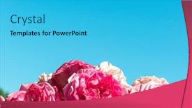  Presentation with pink sky - PPT layouts enhanced with pink-roses-bush background and a cyan colored foreground