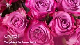  Presentation with pink roses - Theme with pink roses close up background background and a violet colored foreground