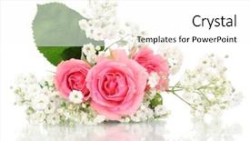  Presentation with pink rose - PPT layouts having pink roses in bouquet isolated background and a white colored foreground