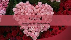  Presentation with pink roses - PPT layouts having pink roses in the shape background and a red colored foreground