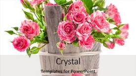  Presentation with pink roses - Slide set consisting of pink roses in wooden bucket background and a mint green colored foreground