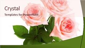  Presentation with pink roses - PPT theme having pink roses isolated on white background and a lemonade colored foreground