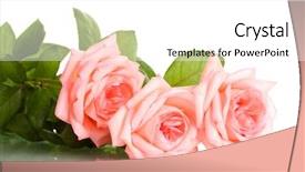  Presentation with pink and white roses - PPT theme having pink roses isolated on white background and a white colored foreground
