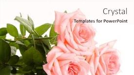  Presentation with pink roses - Presentation theme consisting of pink roses isolated on white background and a sky blue colored foreground