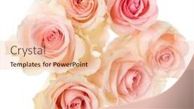 Presentation with rose flower - Slide deck with pink roses isolated over white background closeup rose flower bouquet in air without shadow top view flat lay background and a lemonade colored foreground