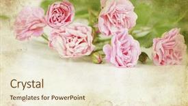  Presentation with pink roses - PPT layouts featuring image of tennis ball and tennis racket background and a light blue colored foreground.