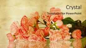  Presentation with pink roses - PPT theme consisting of pink roses on vintage background background and a blonde colored foreground