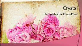  Presentation with pink roses - PPT layouts with pink roses on vintage background background and a  colored foreground
