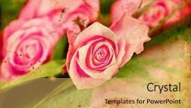  Presentation with pink roses - Colorful slides enhanced with pink roses on vintage background backdrop and a yellow colored foreground