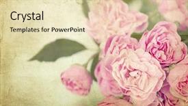  Presentation with pink roses - Cool new theme with pink roses on vintage background backdrop and a soft green colored foreground