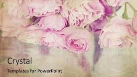  Presentation with singled green pink rose - Beautiful PPT layouts featuring pink roses on vintage background backdrop and a coral colored foreground