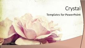  Presentation with pink roses - PPT theme enhanced with pink roses on vintage background background and a cream colored foreground