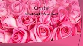  Presentation with pink roses - Amazing PPT theme having pink roses on white background backdrop and a coral colored foreground