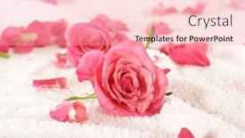  Presentation with pink roses - 