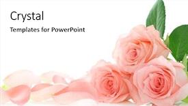  Presentation with pink rose - Slide deck with pink roses petals on white background and a white colored foreground