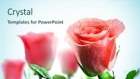  Presentation with pink blue - Amazing PPT layouts having walnuts in wooden bowl and a nutcracker backdrop and a gray colored foreground