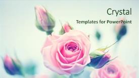  Presentation with pink roses - Beautiful PPT theme featuring pink roses vintage styled card backdrop and a sky blue colored foreground