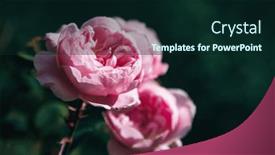  Presentation with dark flower - PPT theme having pink-roses-with-dark background and a  colored foreground