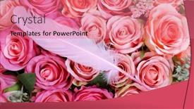  Presentation with pink roses - Theme enhanced with pink-roses-with-pink-feather background and a coral colored foreground