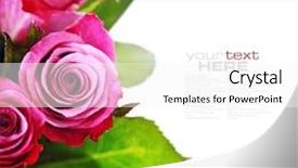  Presentation with water droplets - Audience pleasing PPT theme consisting of pink roses with water droplets on white background with easy removable sample text backdrop and a white colored foreground