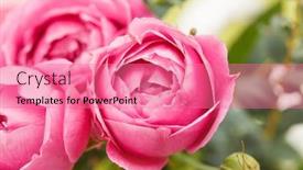  Presentation with pink roses - Cool new PPT theme with pink roses backdrop and a coral colored foreground