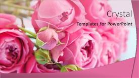  Presentation with pink roses - Theme having pink roses background and a coral colored foreground