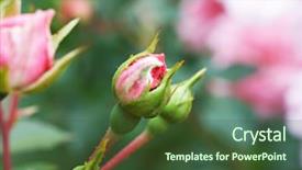  Presentation with pink roses - Audience pleasing slides consisting of pink roses backdrop and a tawny brown colored foreground