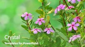  Presentation with pink flowers - Amazing slides having pink roseus flowers in garden backdrop and a tawny brown colored foreground