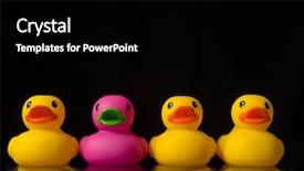  Presentation with rubber duck - Presentation theme enhanced with pink rubber duck surronded by yellow rubber ducks on black background with water ripples background and a black colored foreground