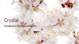  Presentation with spring - PPT theme with pink sakura - beautiful spring blossom background and a  colored foreground