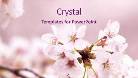  Presentation with light pink - PPT theme featuring pink sakura - spring cherry blossoms in full background and a lemonade colored foreground