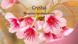  Presentation with pink flowers - Audience pleasing presentation design consisting of pink sakura blossom flowers close backdrop and a coral colored foreground