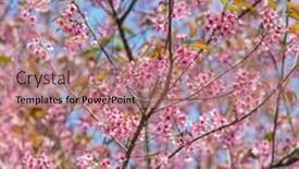  Presentation with sakura - Slides featuring gentle leaves buds branches - pink sakura cherry blossom close-up background and a coral colored foreground