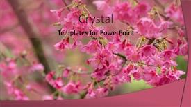  Presentation with cherry blossom - Beautiful PPT theme featuring pink-sakura-cherry-blossom-close backdrop and a coral colored foreground