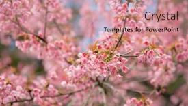  Presentation with cherry blossom - Presentation design featuring pink-sakura-cherry-blossom-close background and a coral colored foreground