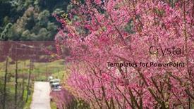  Presentation with cherry blossom - Slide set enhanced with pink-sakura-cherry-blossom-close background and a coral colored foreground