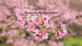  Presentation with cherry blossom - Cool new theme with pink-sakura-cherry-blossom-close backdrop and a coral colored foreground