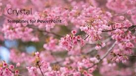  Presentation with cherry blossom - Slide set with pink-sakura-cherry-blossom-close background and a coral colored foreground