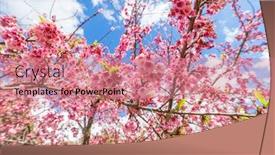  Presentation with cherry blossom - Presentation design consisting of pink-sakura-cherry-blossom-close background and a coral colored foreground
